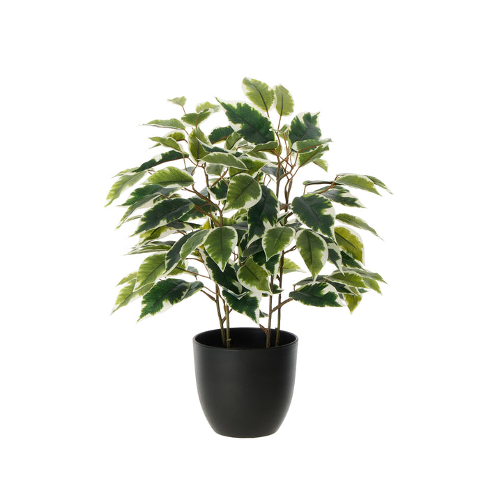 Rogue Ficus Tree Pot Variegated