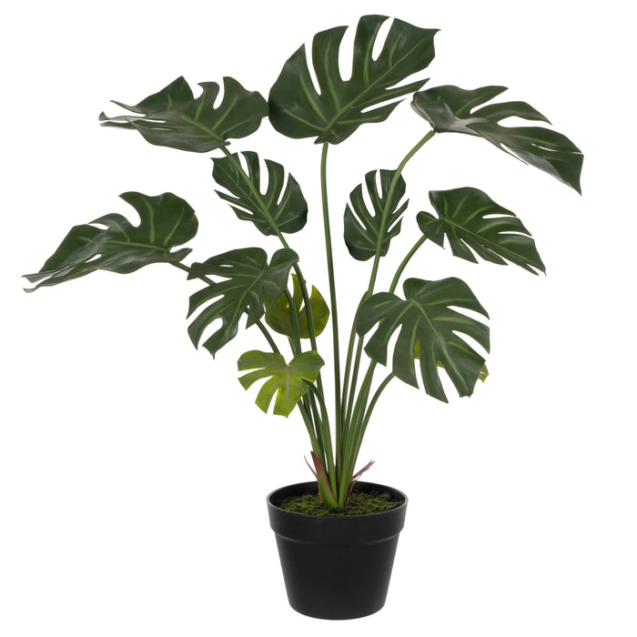 Rogue Monstera Plant - Garden Pot Green