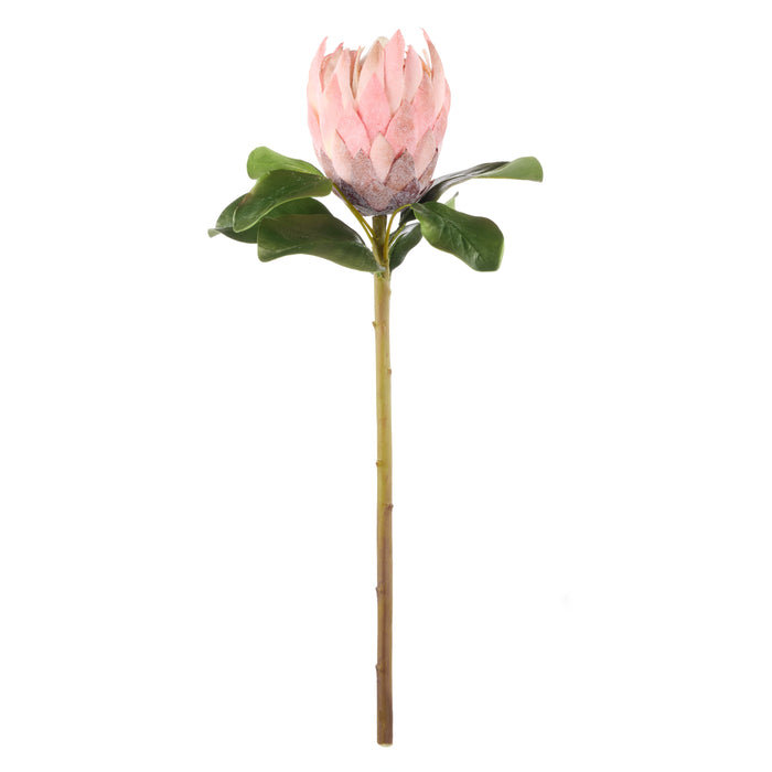Rogue Grand Protea Stem Pink