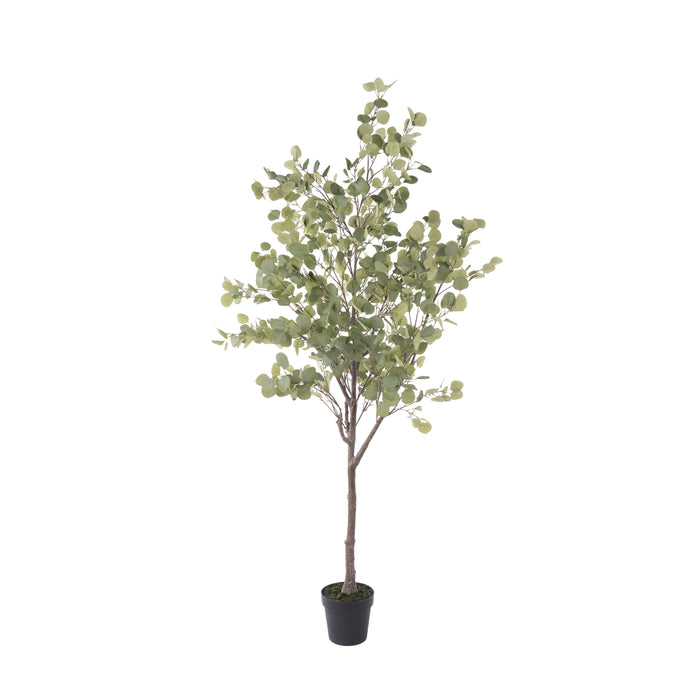 Rogue Eucalyptus Tree - Garden Pot Green