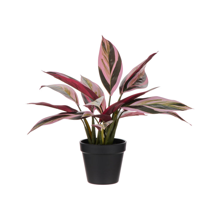Rogue Cordyline Garden Plant Multi-Coloured
