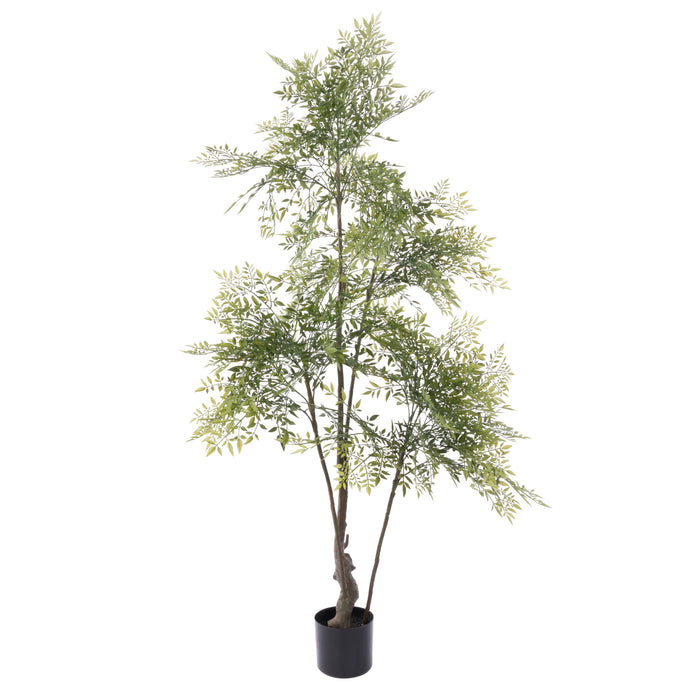 Rogue Ficus Tree - Garden Pot Green