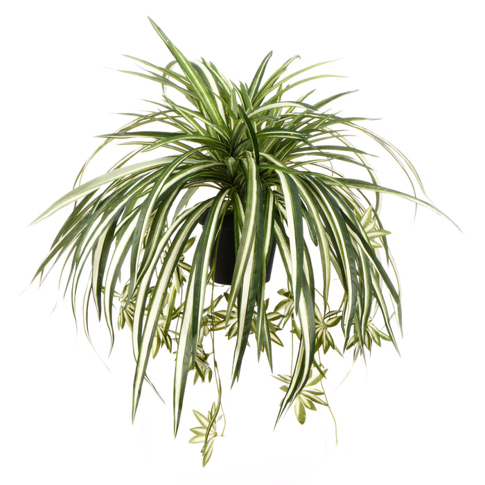 Rogue Spider Plant - Garden Pot Green