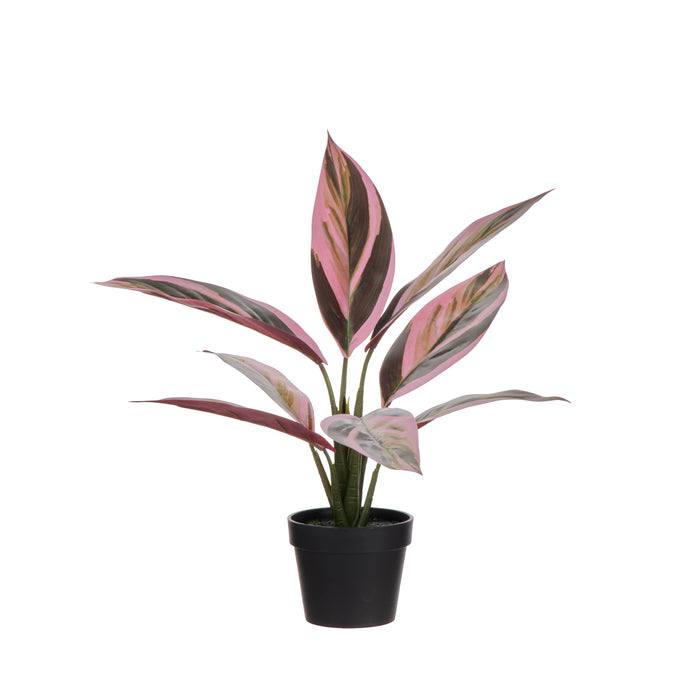 Rogue Cordyline Garden Pot Multi-Coloured