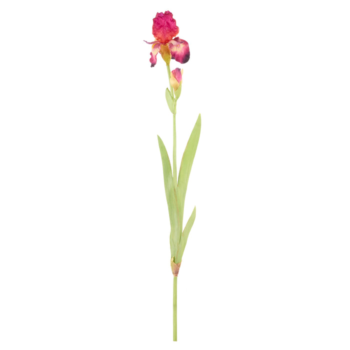 Rogue Bearded Iris Burgundy