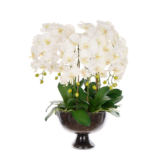 Rogue Phalaenopsis Full - Dahlia Bowl White & Glass