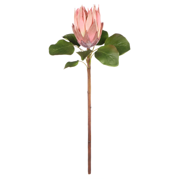 Rogue King Protea Pink