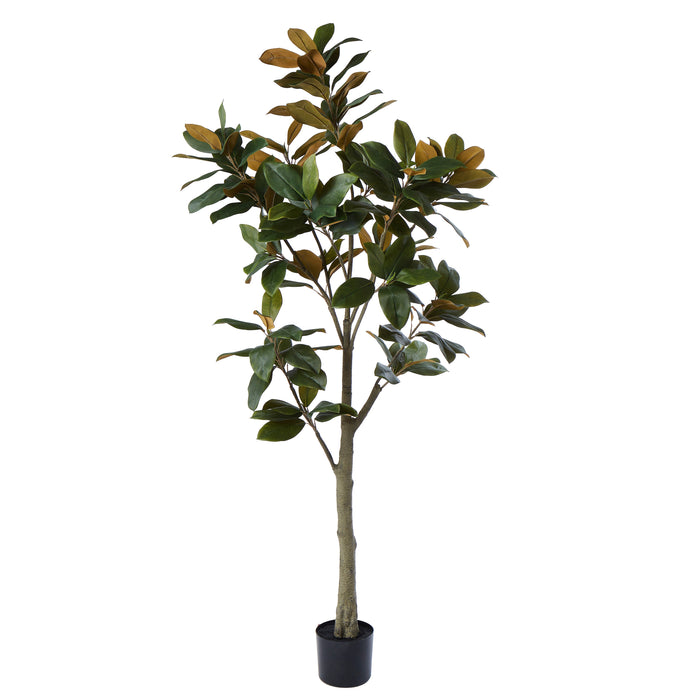 Rogue Magnolia Tree Green