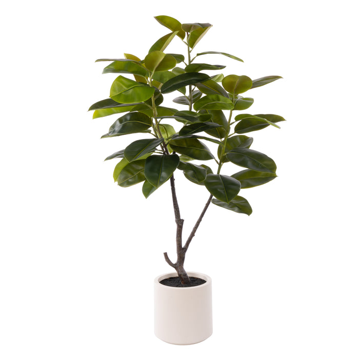 Rogue Rubber Tree Potted Green