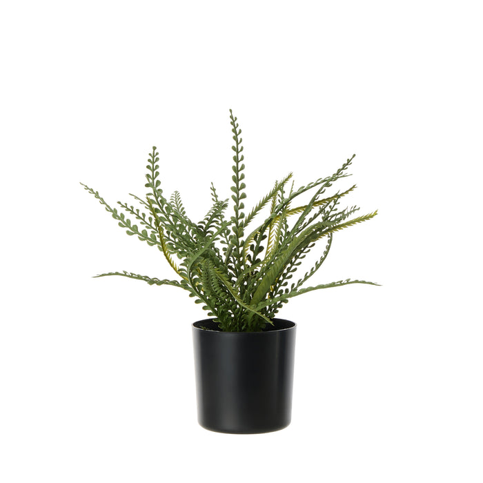 Rogue Button Fern - Garden Pot Green