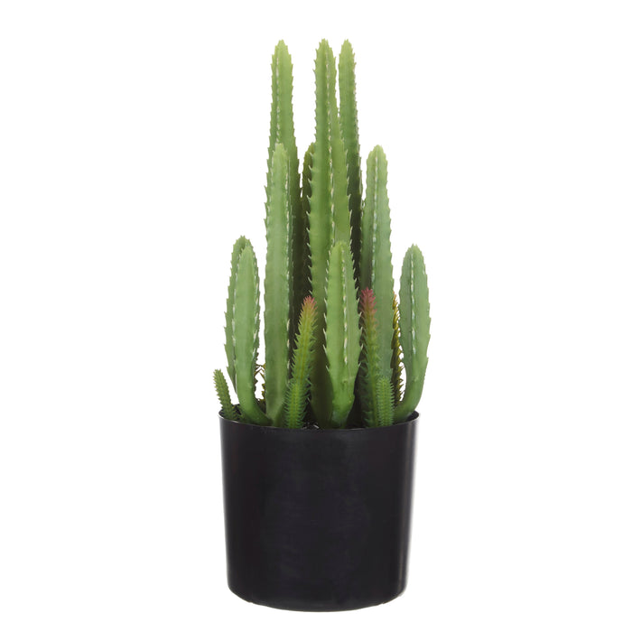 Rogue Fairy Castle Cactus Green