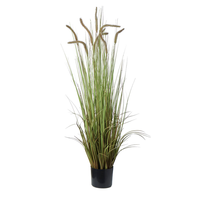 Rogue Grass Plant Green