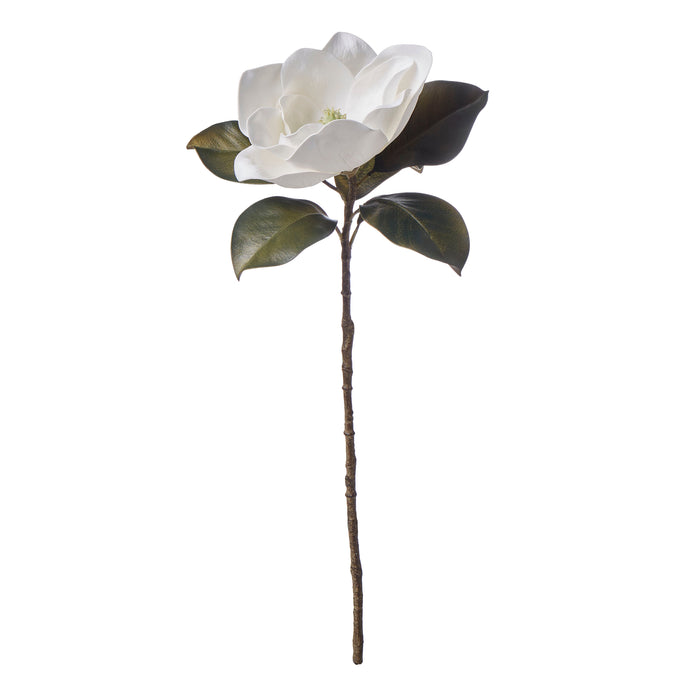 Rogue Magnolia Grandiflora White