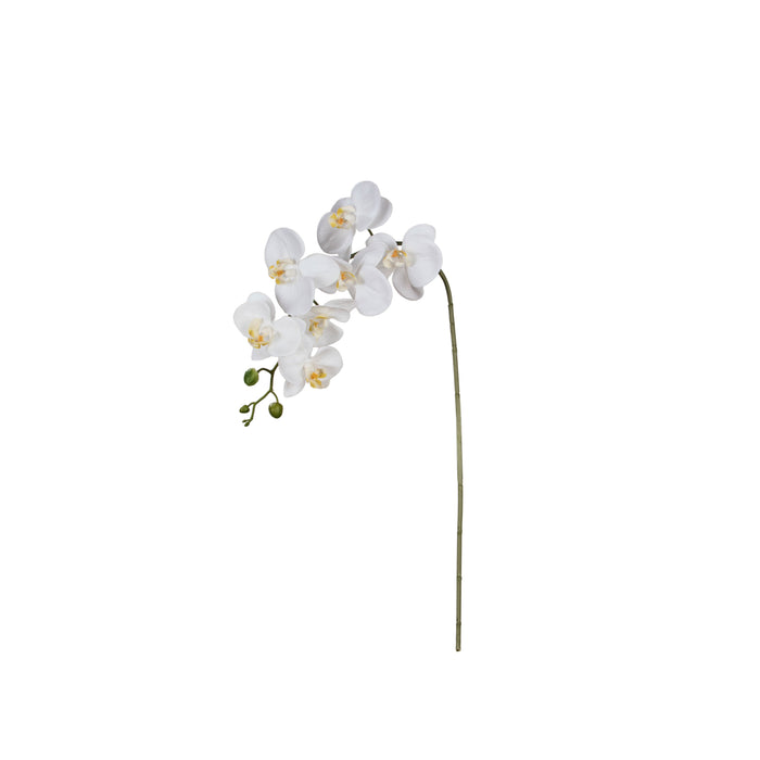 Rogue Phalaenopsis Orchid Stem White
