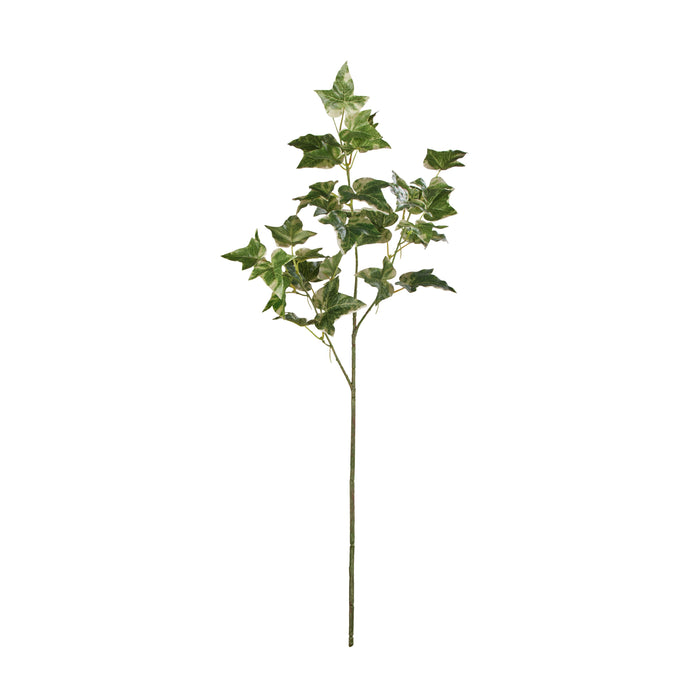 Rogue English Ivy Spray Green