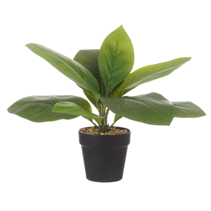 Rogue Lush Plant Green