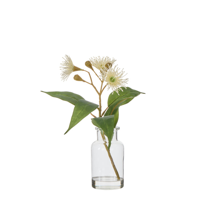 Rogue Flowering Eucalyptus - Specimen White & Green