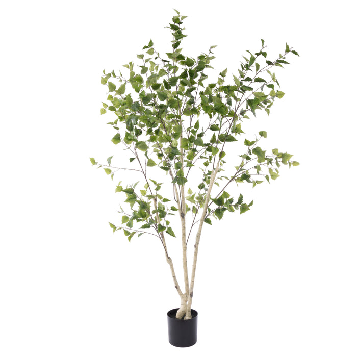 Rogue Silver Birch Tree - Garden Pot Green