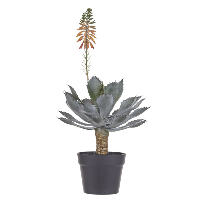 Rogue Flowering Echeveria - Garden Pot Green & Yellow