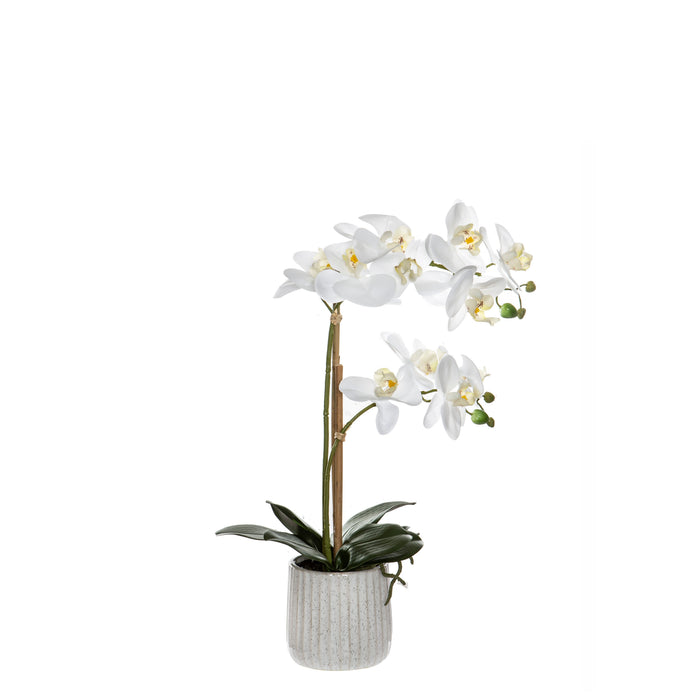 Rogue Butterfly Orchid - Ceramic Pot White/Cream