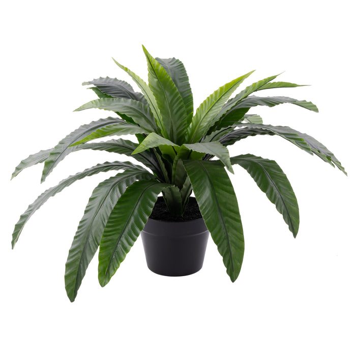 Rogue Bird Nest Fern UV - Garden Pot Green