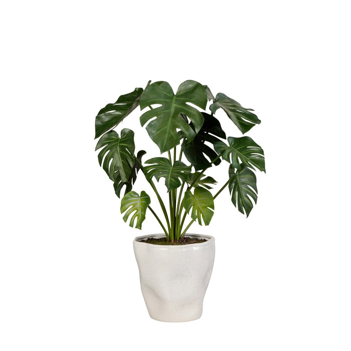 Rogue Monstera Plant - Nora Pot Green