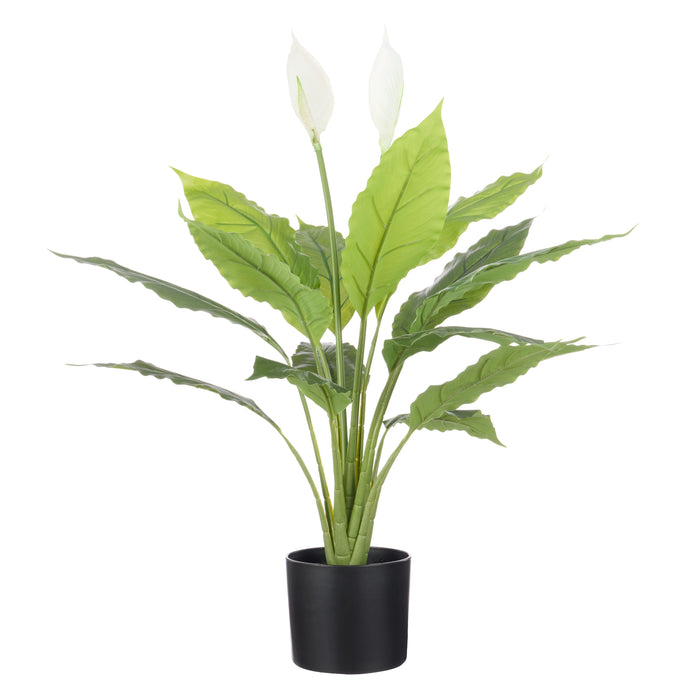 Rogue Peace Lily - Garden Pot Green