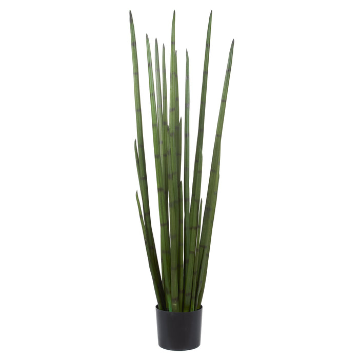 Rogue Sansevieria Plant Green
