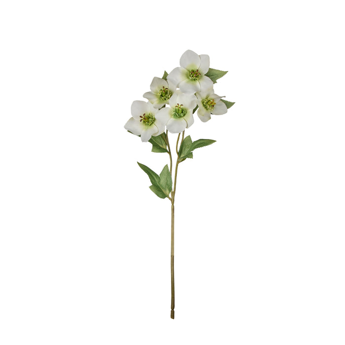 Rogue Helleborus Spray White