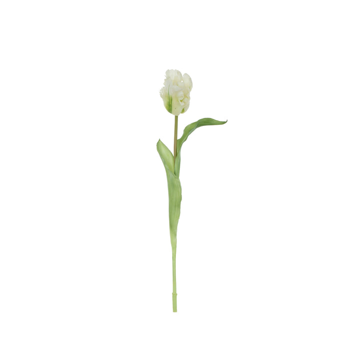 Rogue Parrot Tulip Stem White