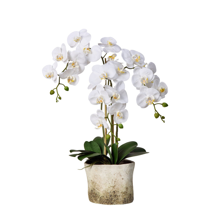 Rogue Phalaenopsis Plant - Edith Pot White