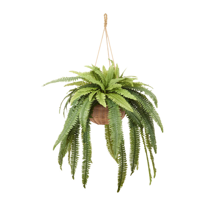 Rogue Boston Fern - Laos Hanging Green