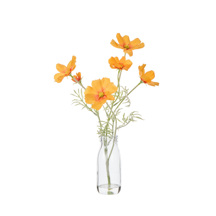 Rogue Cosmos in Milk Bottle Orange