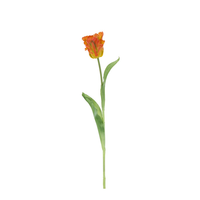 Rogue Parrot Tulip Stem Orange