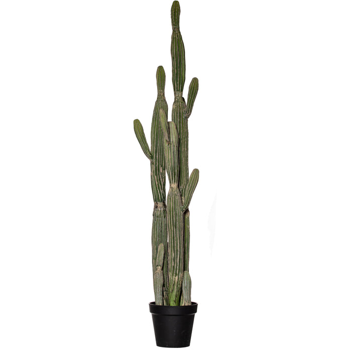 Rogue Saguaro Cactus - Garden Pot Green