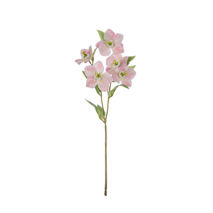 Rogue Helleborus Spray Pink