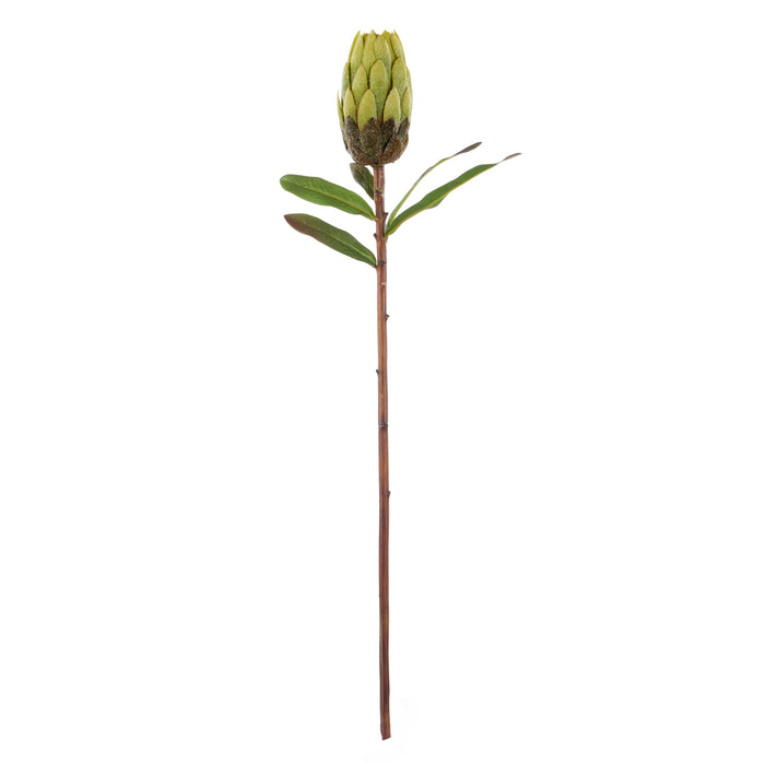 Rogue Protea Stem Green