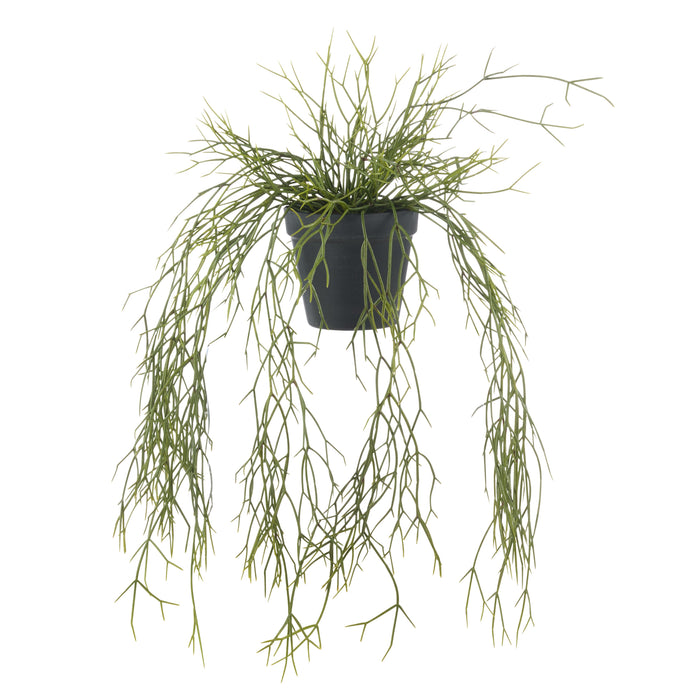 Rogue Mistletoe Cactus Hanging - Garden Pot Green