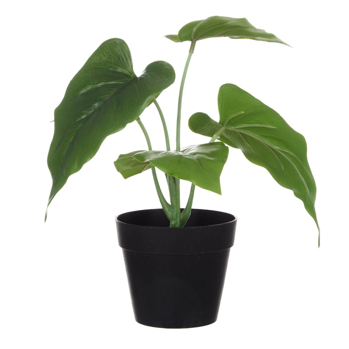 Rogue Anthurium Plant - Garden Pot Green