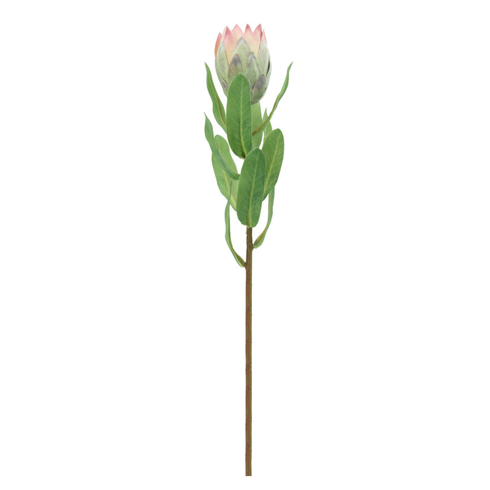 Rogue Mini Pitaya Stem Pink