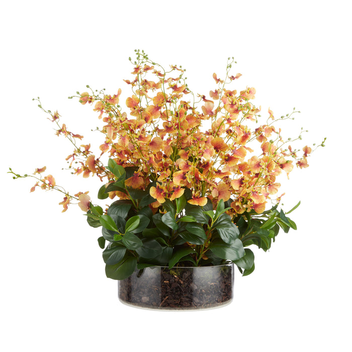 Rogue Dancing Orchid Garden Mix - Madelyn Bowl Orange