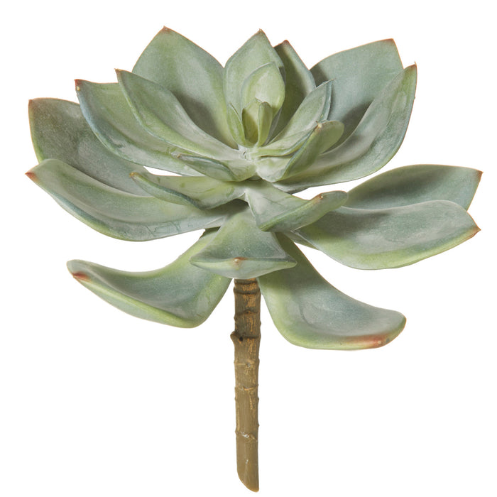 Rogue Echeveria Green