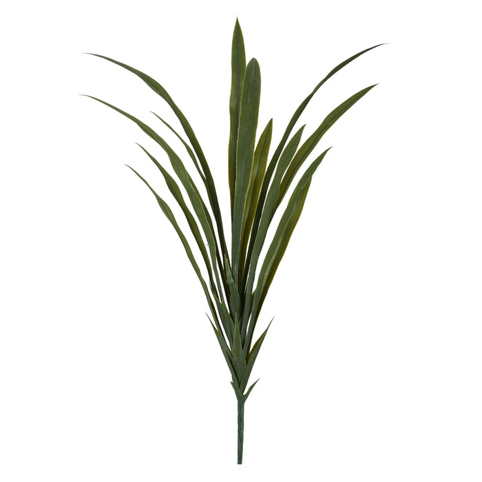 Rogue Yucca Plant Green