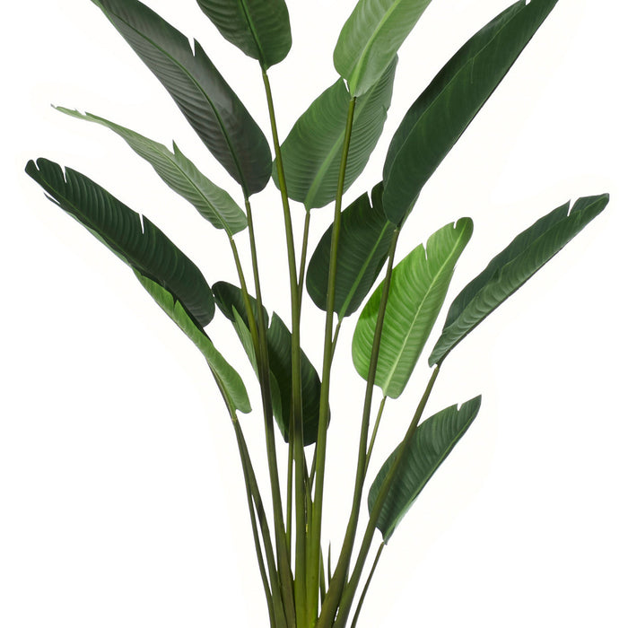 Rogue Giant Bird of Paradise Plant Green