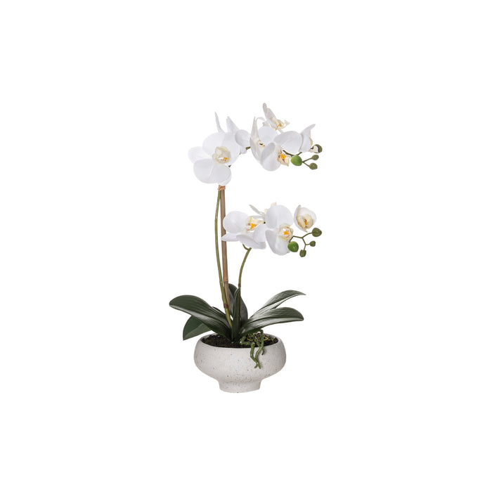 Rogue Butterfly Orchid - Stone Bowl White/Cream