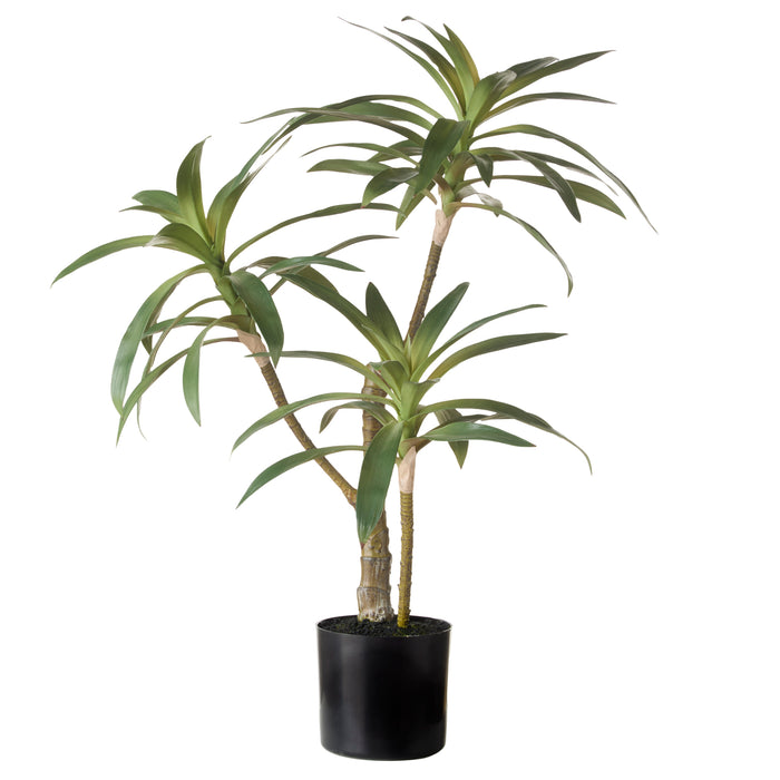 Rogue Dracaena Plant Green