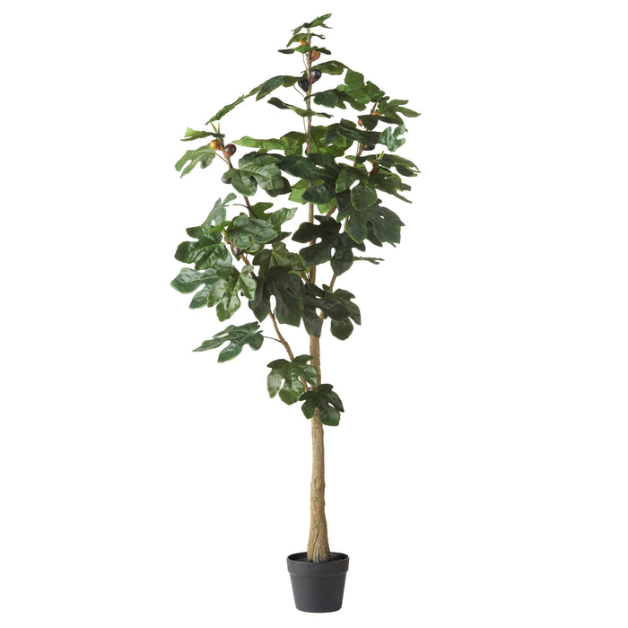 Rogue Fig Tree - Garden Pot Green