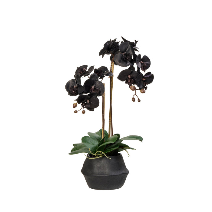 Rogue Phalaenopsis Plant - Maliah Pot Black