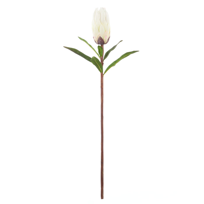 Rogue Protea Stem White