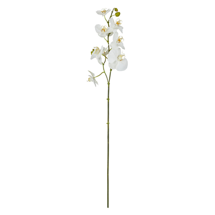 Rogue Phalaenopsis Stem White